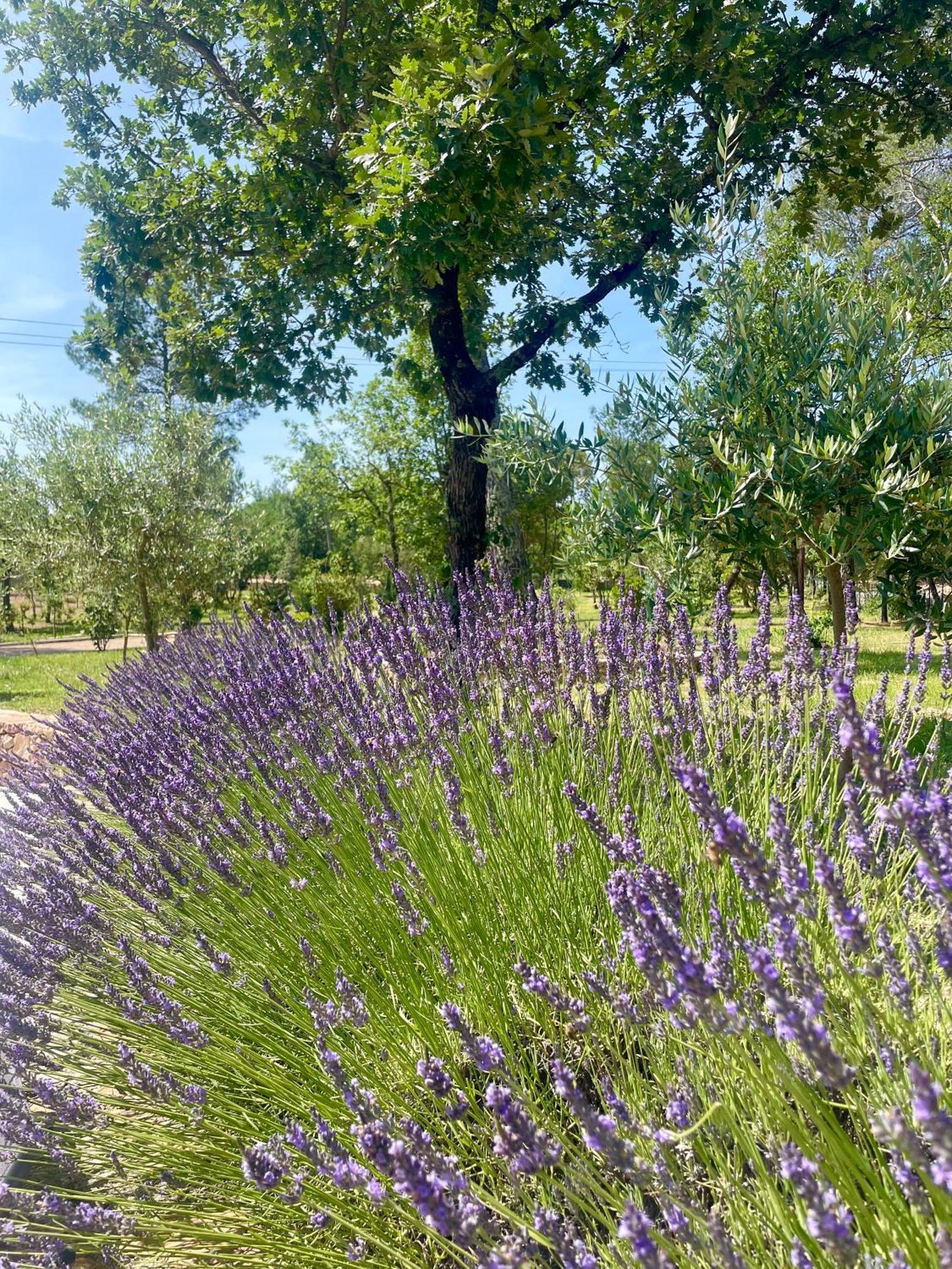 Villa LA GRANDE BASTIDE avec piscine, climatisation et salle de sport Seillans Extérieur photo